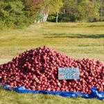 Idées avec les déchets de pommes (version à la maison)