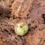 10 citations célèbres avec le mot “pomme”