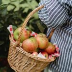 Comment est réutilisée la pulpe de pommes?